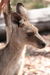 portrait of eastern grey kangarooh