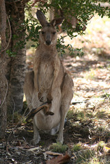 grey kangaroo with joeys legs looking out of the pouch