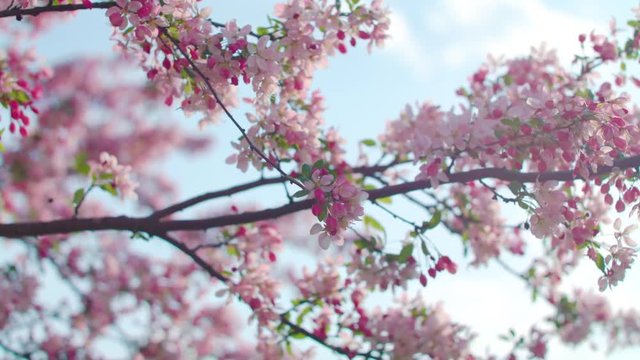 A tree blossoming with pink flowers in the springtime.