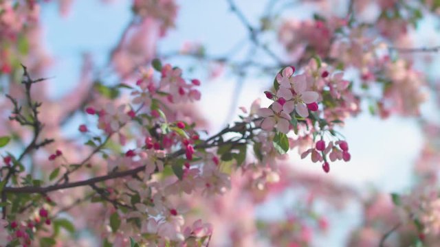 A tree blossoming with pink flowers in the springtime.
