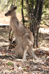 grey kangaroo with joey looking out of the pouch