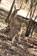 grey kangaroo with joey looking out of the pouch