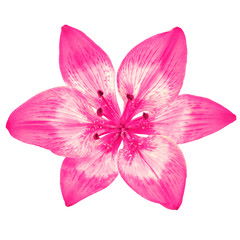 Fototapeta na wymiar Flower pink white lily isolated on white background. Close-up. Element of design.