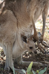 portrait of baby kangaroo in mothers pouch