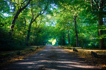 Fototapeta na wymiar Empty road in the green forest