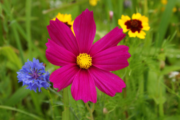 Margherita Fucsia