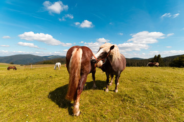 Fototapeta na wymiar Horses in the Black Forest