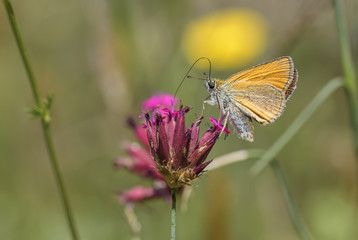 Essex Skipper - Thymelicus lineola, beautiful small orange butterfly from European meadows, Eastern Rodope mountains, Bulgaria.