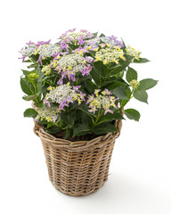 Bauernhortensie (Hydrangea macrophylla)