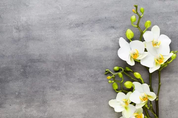 Photo sur Plexiglas Orchidée Orchidée de beauté sur fond gris. Scène thermale.