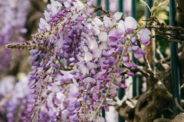 Purple flowers Wisteria grow as a decoration of the fence