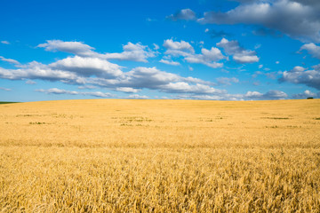Wheat field landscape