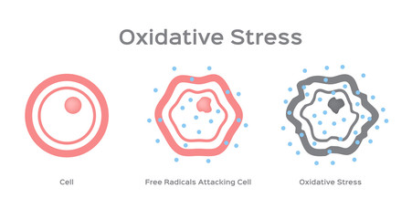 Oxidative Stress cell vector / free radical - obrazy, fototapety, plakaty