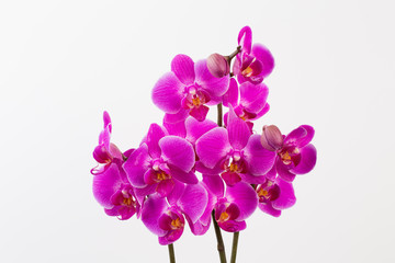 Fototapeta na wymiar Beauty orchid on a white background.