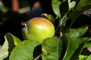 A single green apple ripening on the tree in a summer garden