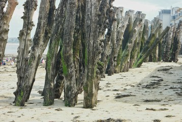 Logs breakwaters placed on the shore of the Atlantic ocean, Saint-Malo, France