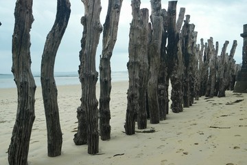 Logs breakwaters placed on the shore of the Atlantic ocean, Saint-Malo, France