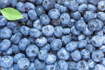 Pattern of freshly picked blueberries cowered with water drops. Juicy and fresh blueberries with green leave. Concept for healthy eating and nutrition.