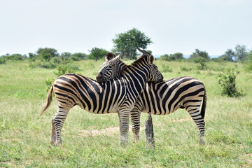 Fototapeta na wymiar resting position of zebras,South Africa