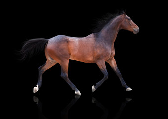 Fototapeta na wymiar Bay horse runs trot on black background