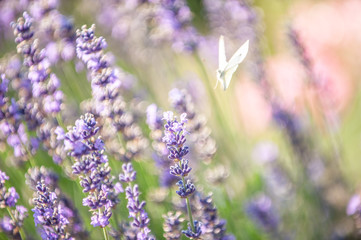 Lavendel mit schwebendem Schmettering