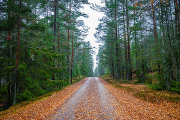 Fototapeta premium Swedish forrest in autumn