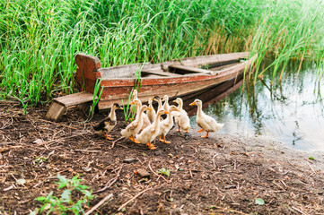 New Generation. Ducklings in the pond near boat. Lake with reeds