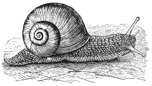 Snail - Mollusca #vector - Schnecke