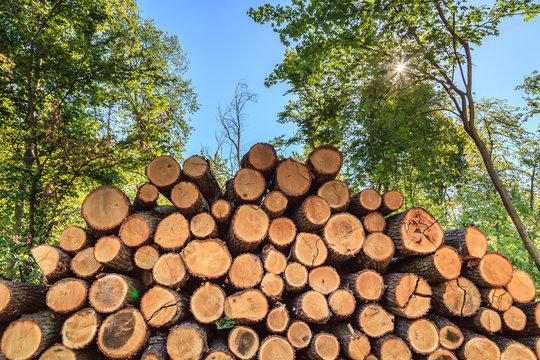 Riesiger Stapel von Baumstämmen im Wald für Forstwirtschaft, Froschperspektive