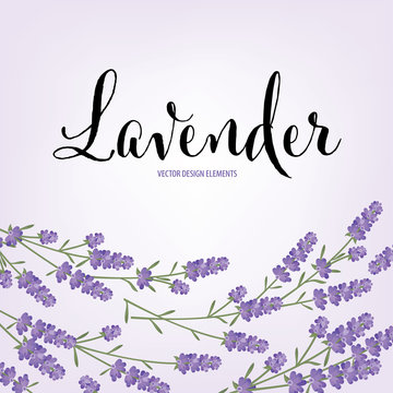 Floral frame with autumn lavender flowers on white background template. Vector set of blooming floral for holiday invitations, greeting card and fashion design.