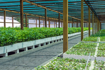 seedlings of oak and other forest cultures in the greenhouse for cultivation of planting material