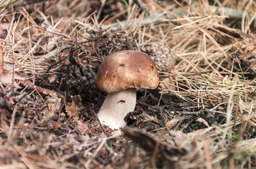 beautiful edible white mushroom