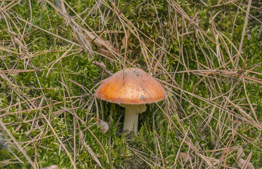 mushroom with red cap, fly agaric