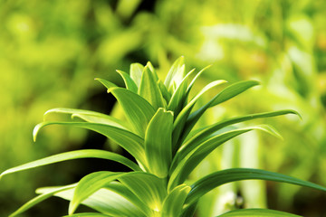 Kwiatek © KrólestwoNauki