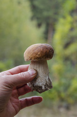 beautiful edible white mushroom in man's hand
