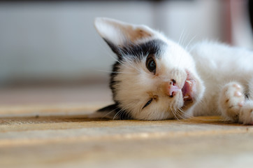 litle cat lying on wood background
