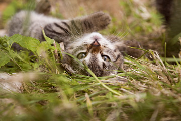 Cute tabby kitty laying on grass and looking upside down