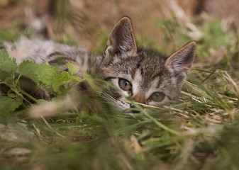 Beautiful tabby kitten laying on grass, keep wide open eyes, close up shot
