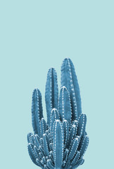 Cactus on blue background