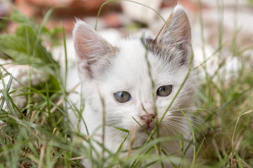 Cute white kitty sitting on deep grass and looking straight in camera, wide open eyes