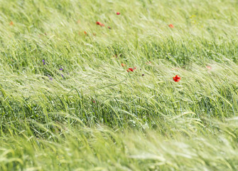The field of young wheat, background