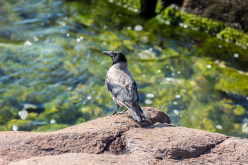 Bird on rocks