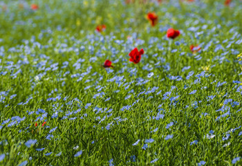 The field of the blossoming flax