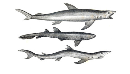 Illustration of shark