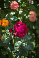 Beautiful roses in the summer green garden