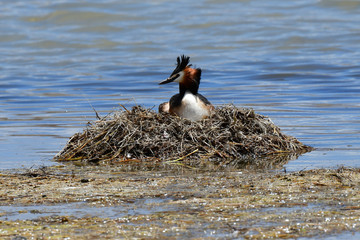 Duck Great crested grebe  (Podiceps cristatus) on the nest. Tibet, lake Manasarovar in June