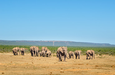 Naklejka na ściany i meble Elephants herd, Addo elephants park, South Africa
