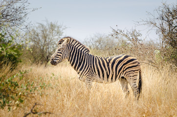 Fototapeta na wymiar Zebra stand in the grass, Kruger National Park, South Africa