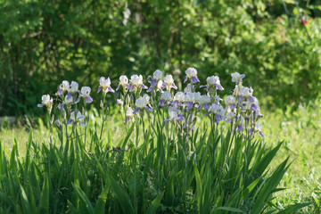 flowerbed of bloomig blue and white iris flowers in the garden