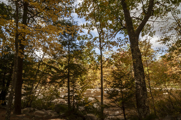 Fototapeta premium Sunny fall morning along the Swift River